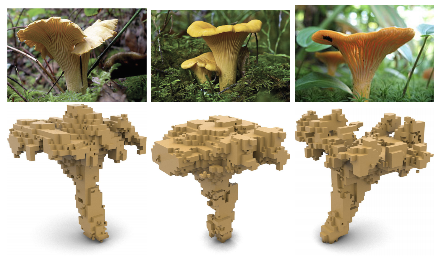 Photo is split into two rows and three columns. Top row has three photos of yellow mushrooms,  bottom row has their 3d models